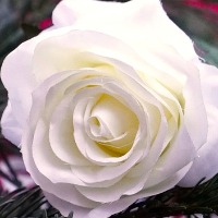 Eva Johansson Freiholtz