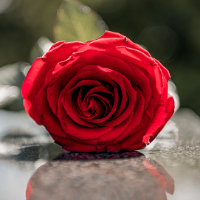 Lieve Paumen Lindberg