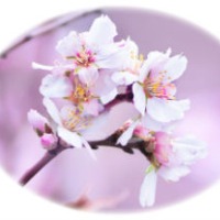 Ingrid Persson Nixon