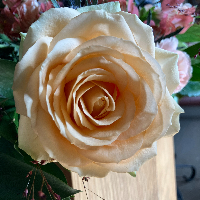 Stig Gösta Eriksson